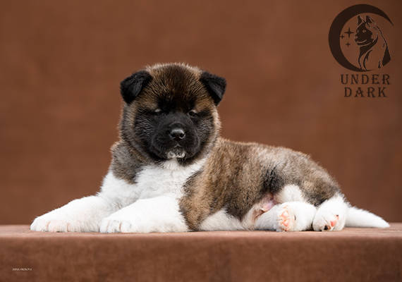 Щенки Американской акиты